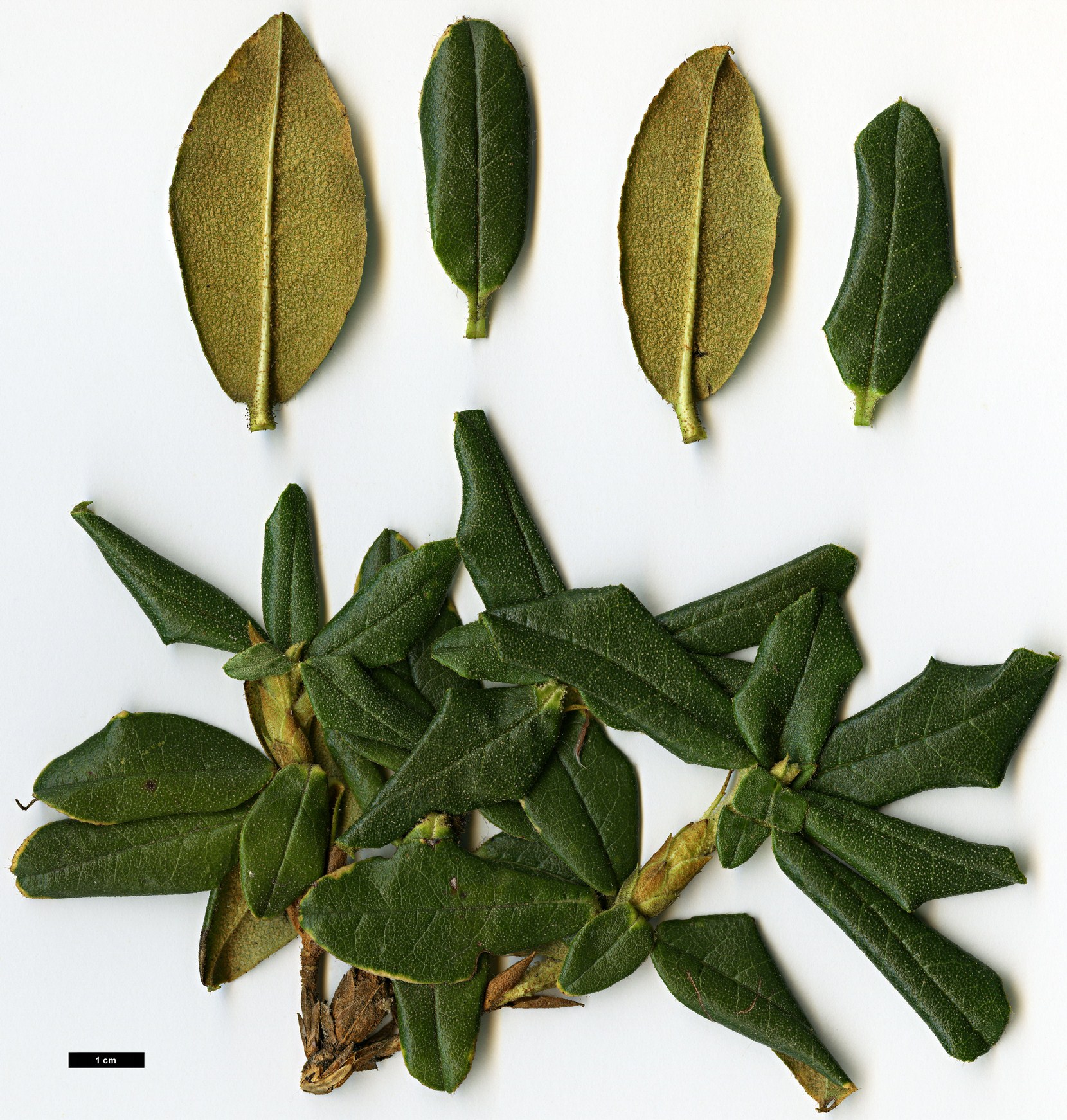 High resolution image: Family: Ericaceae - Genus: Rhododendron - Taxon: cephalanthum - SpeciesSub: subsp. platyphyllum